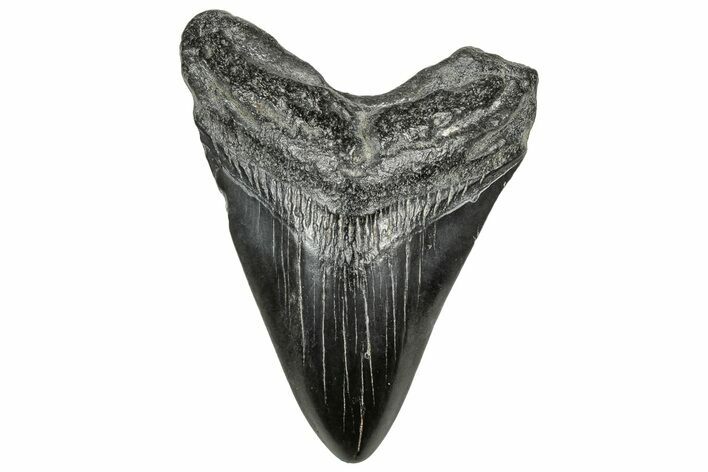 Fossil Megalodon Tooth - South Carolina #328745